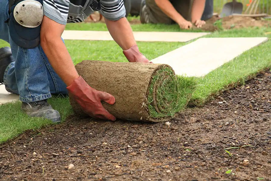 How long after installing sod can you walk on it Davenport, IA