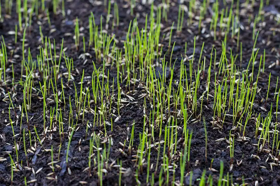 How often should you fertilize your lawn in Davenport, IA