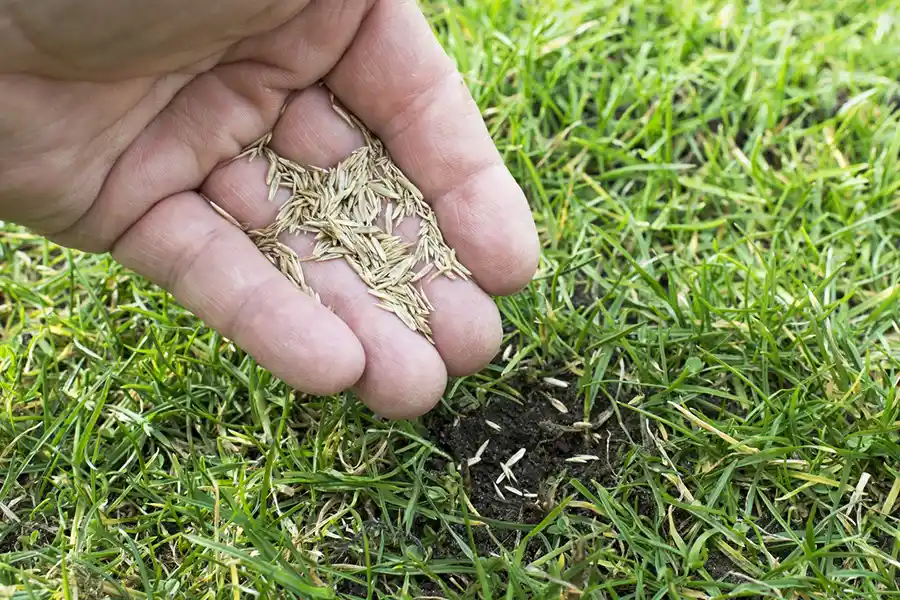 How often should you fertilize your lawn Davenport, IA