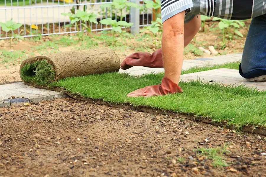 How to lay sod over existing lawn in Davenport, IA